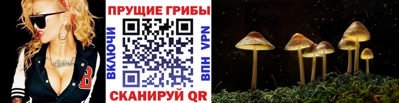 OMG ONION  сколько стоит  Кологрив  Псилоцибиновые грибы мухоморы 